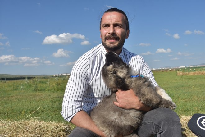 ırkı işaretli KARS - Kars Coğrafi Türk çoban köpeğinin korunuyor 5