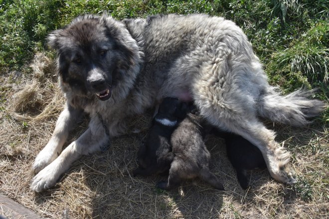 Coğrafi - işaretli çoban KARS Türk korunuyor ırkı köpeğinin Kars 6