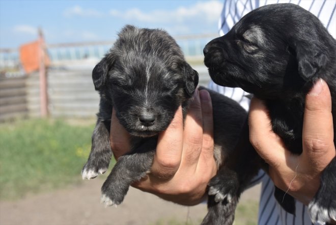 korunuyor Türk işaretli Kars Coğrafi - ırkı KARS köpeğinin çoban 7