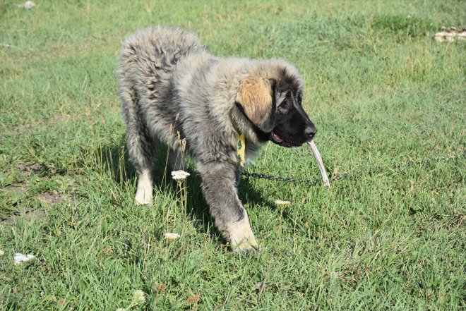 Kars - köpeğinin KARS ırkı korunuyor çoban Coğrafi Türk işaretli 8