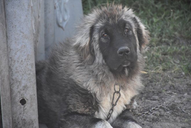 işaretli çoban Kars korunuyor - ırkı köpeğinin KARS Türk Coğrafi 9