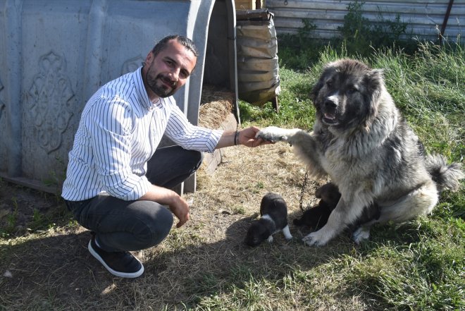 işaretli Türk KARS - köpeğinin ırkı korunuyor çoban Coğrafi Kars 10