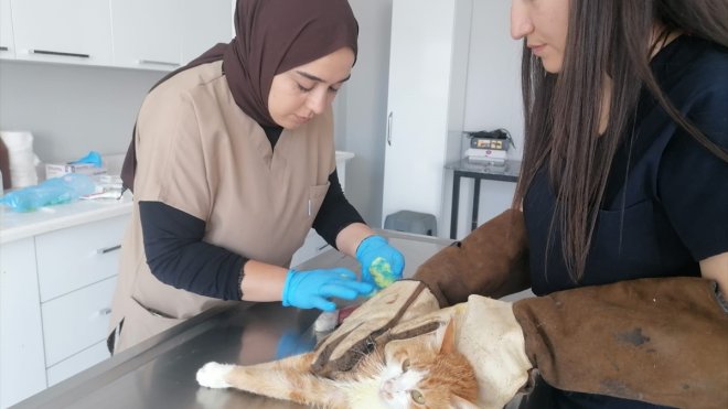 Kars'ta işkence edildiği iddia edilen kedi tedaviye alındı