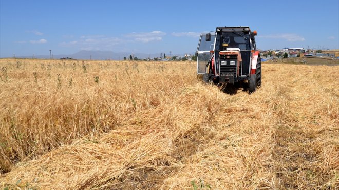 Kars'ta çiftçiler bunaltıcı sıcakta arpa hasat ediyor