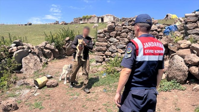 Kars'ta kurt yavrusu satmaya çalışan kişiye 14 bin 386 lira ceza kesildi