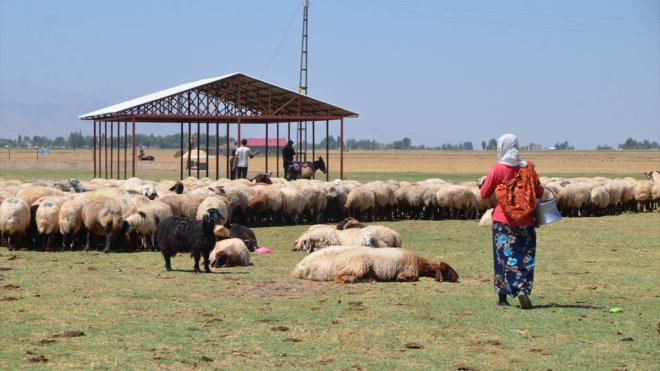 MUŞ - Berivanların süt sağım mesaisi sürüyor1