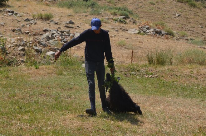 Muş'ta kurt saldırısına uğrayan 35 koyun telef oldu