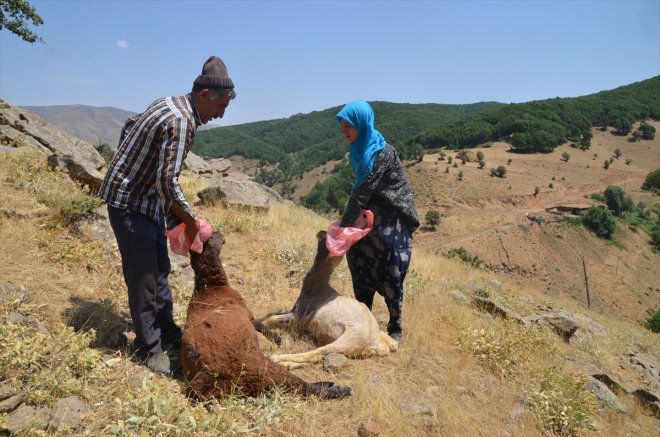 koyun MUŞ - uğrayan 35 oldu Kurt saldırısına telef 2