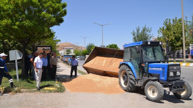 Muş'ta traktörün çarptığı buğday yüklü römork devrildi