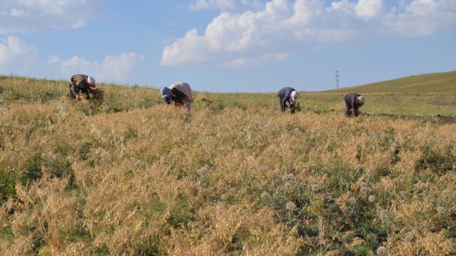 Tarım makinelerinin giremediği tarlalardaki nohutları kadın işçiler topluyor