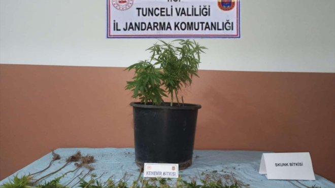 Tunceli'de bahçesinde ve saksılarda uyuşturucu yetiştiren şüpheli yakalandı