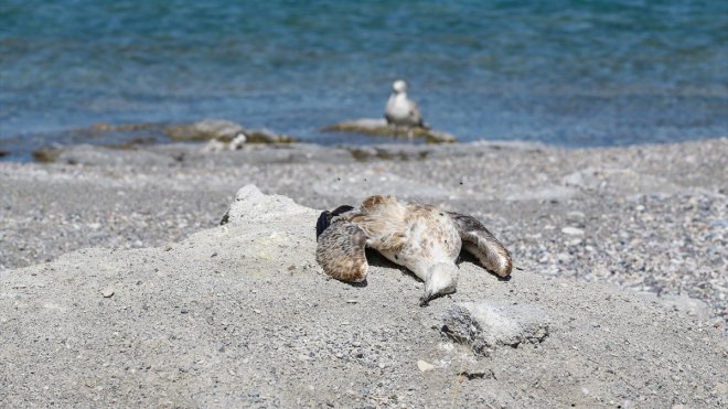 Van'da aşırı sıcaklık ve kuraklık martı ölümlerini artırdı