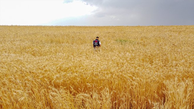 Van'da buğday ve arpada yüksek rekolte bekleniyor