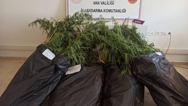 Van'da 859 kök Hint keneviri ele geçirildi