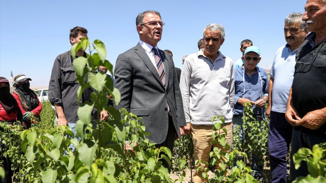 Van'da binlerce meyve fidanı vatandaşlara dağıtılacak