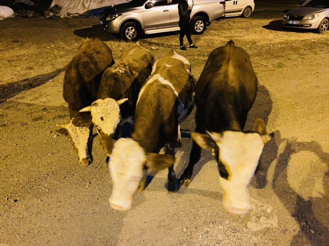 Ağrı'da çalınan 4 büyükbaş hayvanı bulan jandarma bir şüpheliyi gözaltına aldı