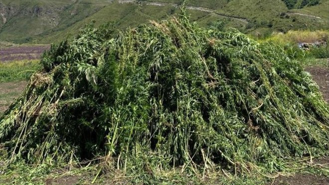 Ardahan'da 138 bin 650 kök Hint keneviri imha edildi