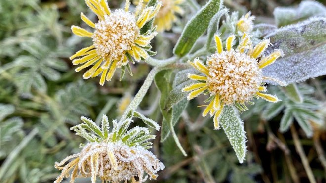 Ardahan'da soğuk hava nedeniyle kırağı oluştu