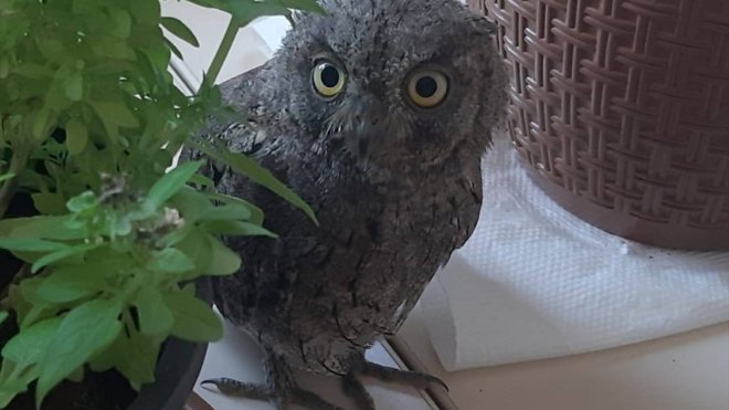 Askerlerin tedavi ettiği kukumav kuşu doğaya bırakıldı