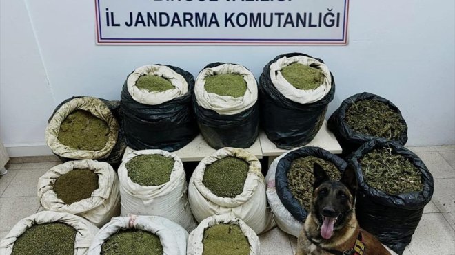 Bingöl'de 3 milyon 325 bin kök Hint keneviri, 194 kilogram esrar ele geçirildi