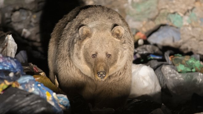 BİNGÖL - Bozayı ve tilkilerin çöplükte yiyecek arayışı görüntülendi1