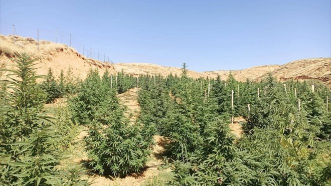 Bingöl'de 88 bin 766 kök Hint keneviri ele geçirildi