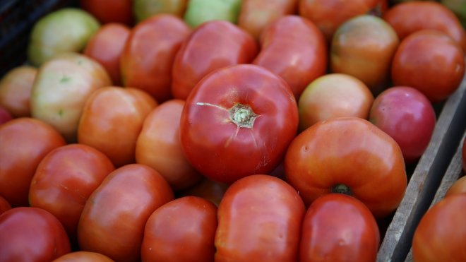 Bingöl'ün 'guldar domatesi' coğrafi işaretle tescillendi