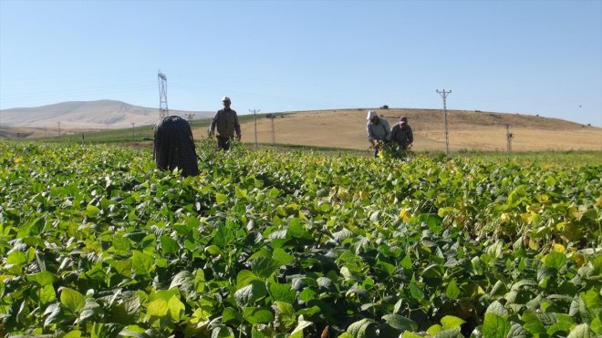 BİTLİS - 28 bin 800 dönüm alanda ekilen kuru fasulyenin hasadına başlandı1