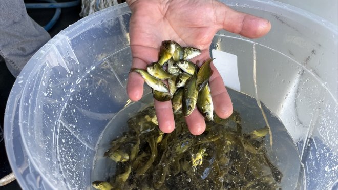 Çıldır Gölü'ne 150 bin aynalı sazan balığı yavrusu bırakıldı