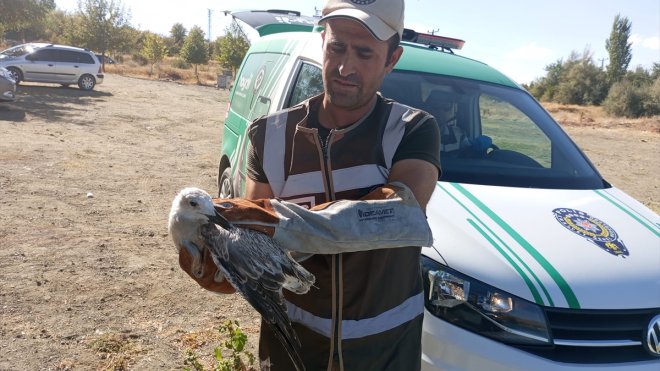 Elazığ'da kanadı kırık martı tedavi altına alındı