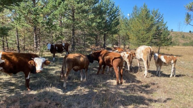 Erzincan'da kaybolan büyükbaşlar dron yardımıyla bulundu
