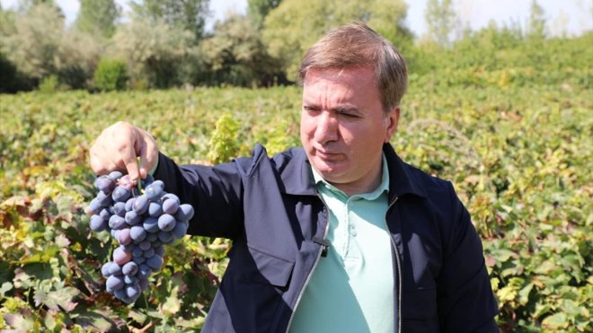 Erzincan Valisi Aydoğdu, tescilli Cimin üzümünün hasadına katıldı