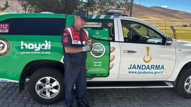 Erzurum'da jandarmanın yaralı bulduğu doğan yavrusu, koruma altına alındı