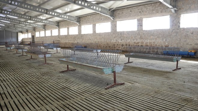 DOSYA HABER/KIRSALI GELİŞTİREN DESTEKLER - TKDK desteğiyle kurduğu çiftlikte mor Karaman koyunu yetiştiriyor