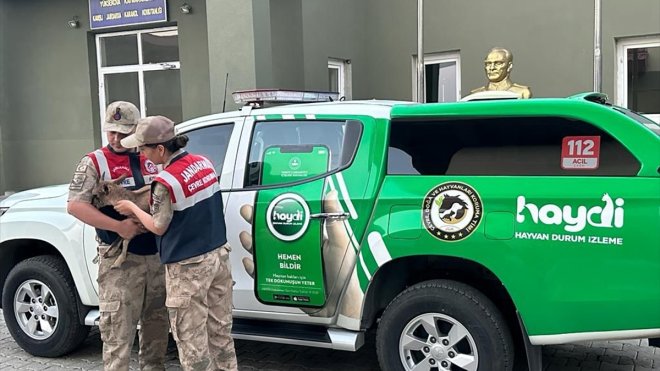 Hakkari'de yaralı dağ keçisi yavrusu tedaviye alındı