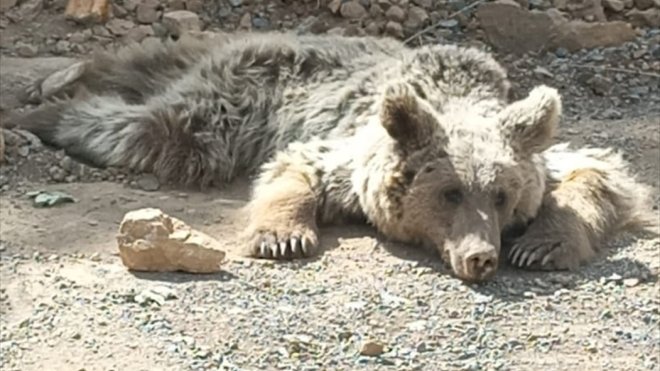 Hakkari'de yaralı bulunan ayı Van'da tedaviye alındı