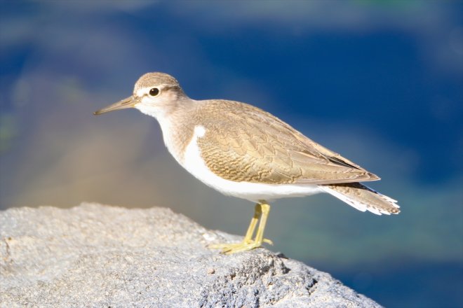 Havaların soğuduğu Ağrı Dağı'ndan kuşların güneye göçü başladı