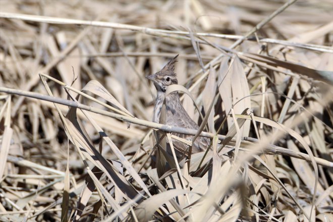 soğuduğu - başladı Havaların kuşların güneye göçü Ağrı Dağı