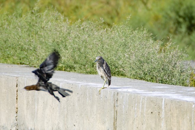 IĞDIR Ağrı göçü Dağı