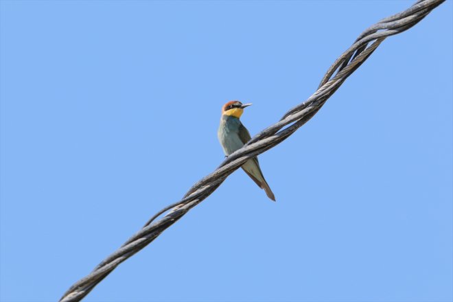başladı IĞDIR Havaların güneye soğuduğu Ağrı Dağı