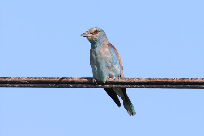kuşların Havaların güneye soğuduğu - Dağı