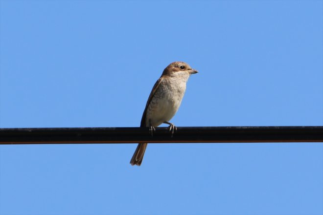 soğuduğu Havaların IĞDIR güneye başladı Dağı