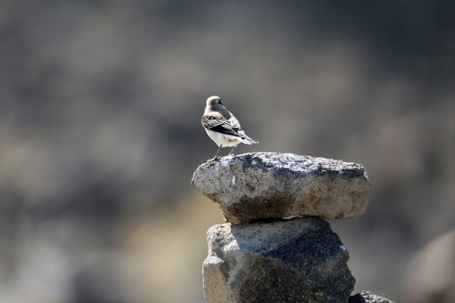Havaların başladı kuşların - Dağı