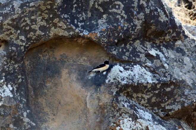 kuşların Havaların güneye Dağı