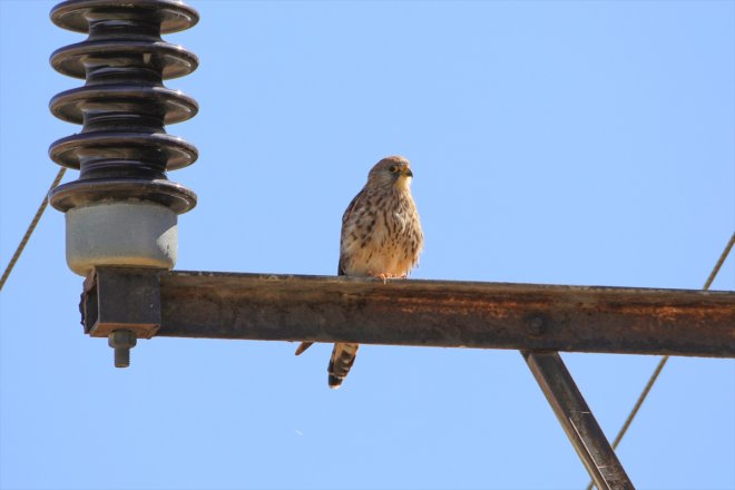 IĞDIR başladı - güneye kuşların Dağı