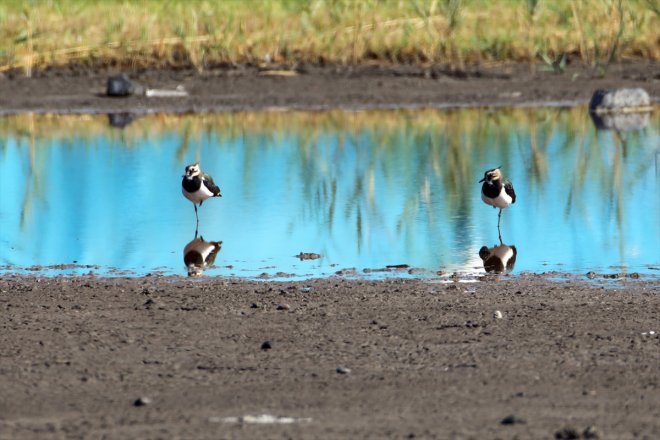kuşların soğuduğu göçü - Havaların başladı Ağrı Dağı