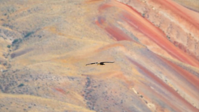 Kırmızı listedeki küçük akbabalar Iğdır'da yoğun popülasyona sahip