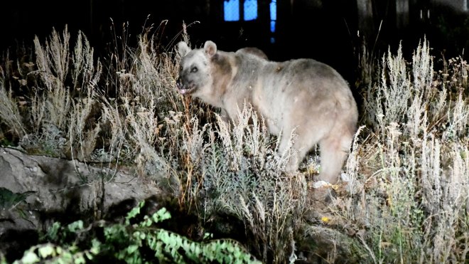 Kars'ta bozayı ilçe merkezinde yiyecek ararken görüntülendi