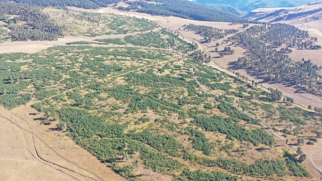 Doğu Anadolu'nun ormanları gençleştirilerek geleceğe taşınıyor