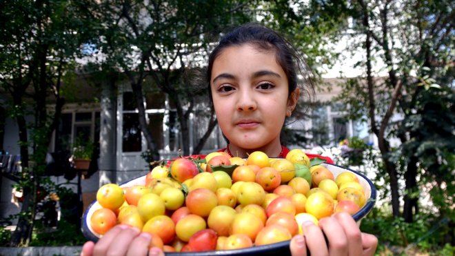 Farklı şehirlerde üretimi olumsuz etkileyen sıcak hava Sarıkamış'ta meyve ağaçlarına yaradı